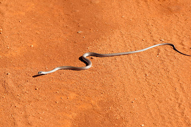 Snake In Tsavo National Park